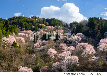 Sumeragi Nakajo, Nagano City, Nagano Prefecture - Cherry blossoms of Nakajo, including Yamazakura and Ooyamazakura, bloom all over the slope 127626516