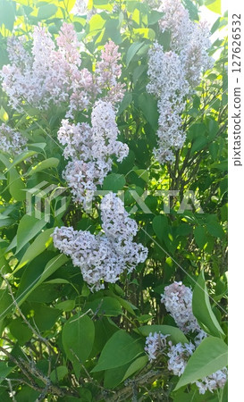 Blooming Lilac Bush in Spring Sunlight Aromatic Purple Flowers Delightful for Garden Design 127626532