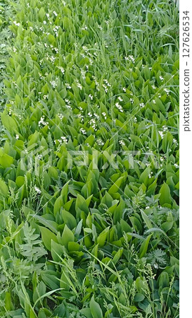 Lush Green Carpet of Lily of the Valley Flowers in a Meadow, Springtime Floral Abundance Lush Green Carpet of Lily of the Valley Flowers in a Meadow, Springtime Floral Abundance 127626534