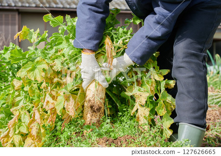 Woman working in the fields, country life, home garden Woman working in the fields, country life, home garden 127626665
