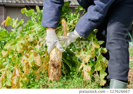 Woman working in the fields, country life, home garden Woman working in the fields, country life, home garden 127626667