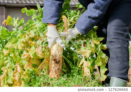 Woman working in the fields, country life, home garden Woman working in the fields, country life, home garden 127626668