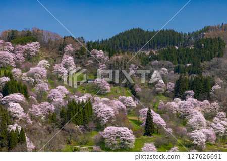 Takafu, Ogawa Village, Kamiminochi District, Nagano Prefecture - Cherry blossoms of Nitanda, with Oyamazakura and Edohigan cherry blossoms blooming all over the slopes 127626691