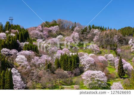 Takafu, Ogawa Village, Kamiminochi District, Nagano Prefecture - Cherry blossoms of Nitanda, with Oyamazakura and Edohigan cherry blossoms blooming all over the slopes 127626693
