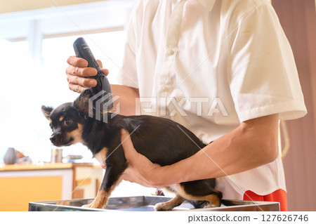 修剪器用剪刀修剪小狗的脖子 修剪器用剪刀修剪小狗的脖子 127626746