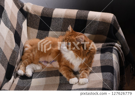 The cat lies on the couch at home after surgery 127626779