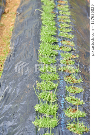 Spinach field countryside vegetables 127626829