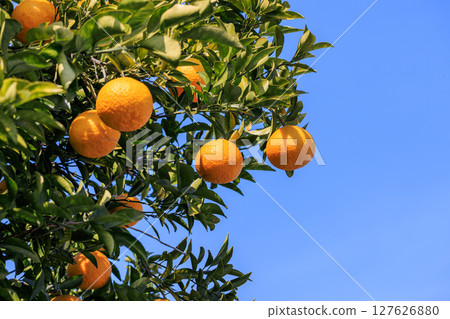 Spring tangerines 127626880
