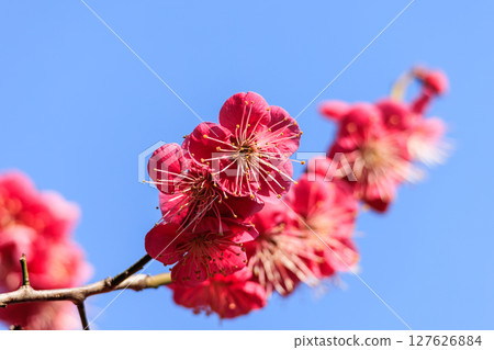 紅色花李子 127626884