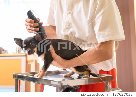 A scene of a dog being groomed, with its neck being taken care of A scene of a dog being groomed, with its neck being taken care of 127627033