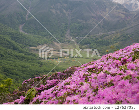 Miyamakirishi flowers blooming on Mount Heiji in the Kuju Mountains in Oita Prefecture 127627053
