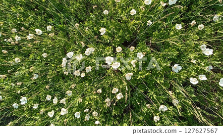 Lush Meadow of White Flowers in Full Bloom - A Tranquil Springtime Vista. Perfect for backgrounds. 127627567