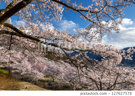 長野縣千曲市戶倉宿櫻花園的山坡上，盛開著染井吉野櫻 127627578