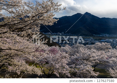 長野縣千曲市戶倉宿櫻花園的山坡上，盛開著染井吉野櫻 127627580
