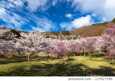 Weeping cherry trees and Yoshino cherry trees bloom on the slopes overlooking the town of Tokurajuku Sakura Care Park in Tokura, Chikuma City, Nagano Prefecture. 127627590