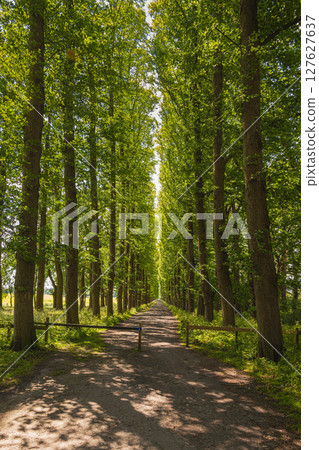 Avenue lined with linden trees, Leer, East Frisia, Lower Saxony, Germany Avenue lined with linden trees, Leer, East Frisia, Lower Saxony, Germany 127627637