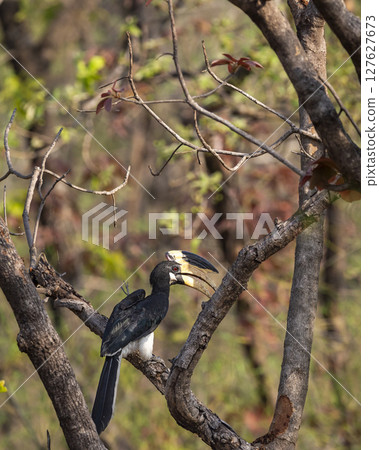 Malabar pied hornbill or lesser pied hornbill or Anthracoceros coronatus at bandhavgarh national park forest madhya pradesh india perched on tree in summer season and natural scenic green background 127627673