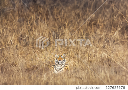 wild male bengal tiger or panthera tigris ranthambore national park forest reserve rajasthan india. tiger cub sitting in grass in dry grassland in winter morning golden hour light season safari 127627676