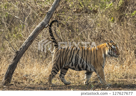wild male bengal tiger or panthera tigris urine spraying scent territory marking on tree during stroll in summer season morning safari at panna national park forest reserve madhya pradesh india wild male bengal tiger or panthera tigris urine spraying scent territory marking on tree during stroll in summer season morning safari at panna national park forest reserve madhya pradesh india 127627677