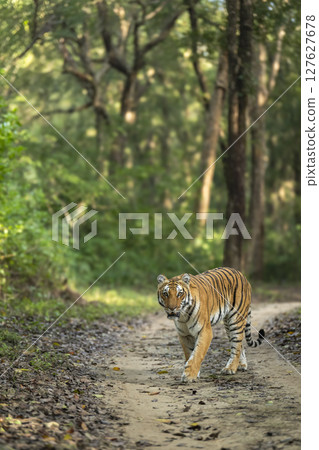 wild female bengal tiger or panthera tigris walking head on safari trail during morning territory patrol with eye contact at dhikala zone of jim corbett national park forest reserve uttarakhand india 127627678