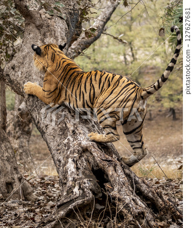 wild male bengal tiger or panthera tigris with tail up climbing hugging body on tree trunk tail up scratching bark of tree showing dominance territory marking behavior ranthambore national park india 127627681