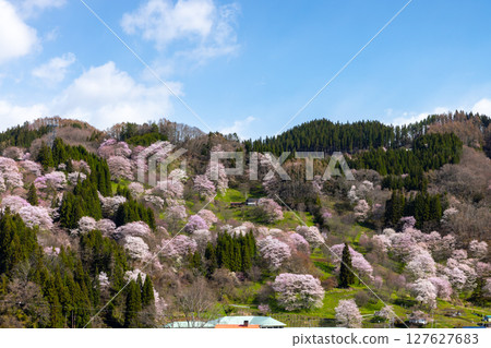 Takafu, Ogawa Village, Kamiminochi District, Nagano Prefecture - Cherry blossoms of Nitanda, with Oyamazakura and Edohigan cherry blossoms blooming all over the slopes Takafu, Ogawa Village, Kamiminochi District, Nagano Prefecture - Cherry blossoms of Nitanda, with Oyamazakura and Edohigan cherry blossoms blooming all over the slopes 127627683