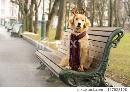 Golden retriever sitting on a bench in the park, wearing festive antlers and a red scarf. Cozy holiday atmosphere. 127628108