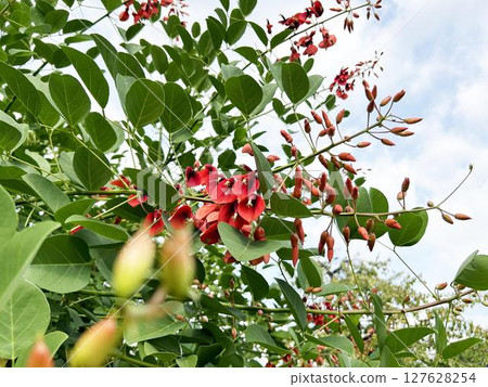 Red flowers of American deigo and cloudy sky Red flowers of American deigo and cloudy sky 127628254