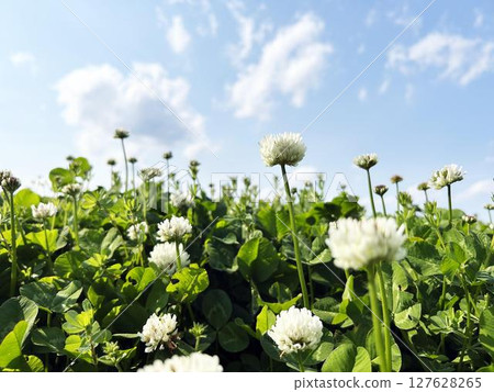 Wild white clover growing in clusters 127628265