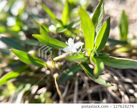 Small flowers of the American quince basking in the sun 127628274