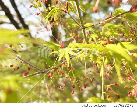 Green maple leaves bathed in sunlight Green maple leaves bathed in sunlight 127628275