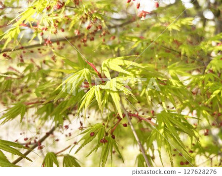 Green maple leaves in the sunlight Green maple leaves in the sunlight 127628276