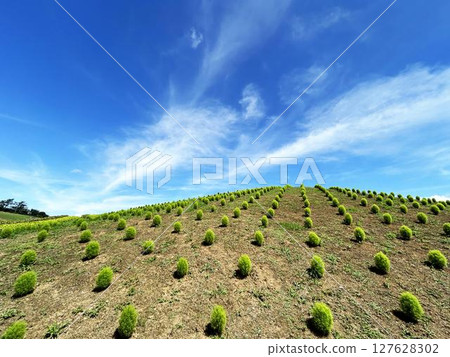 Beautiful rows of kochia and a refreshing sky Beautiful rows of kochia and a refreshing sky 127628302
