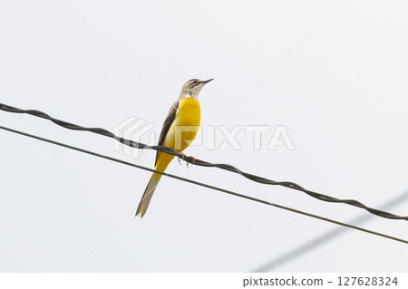 一隻灰鶺鴒棲息在長野縣上水內郡小川村高府二反田的櫻花上 127628324