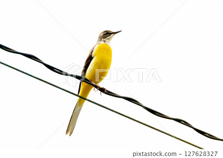 一隻灰鶺鴒棲息在長野縣上水內郡小川村高府二反田的櫻花上 127628327