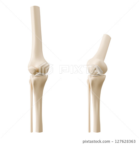 3D knee joint anatomy models 3D knee joint anatomy models 127628363