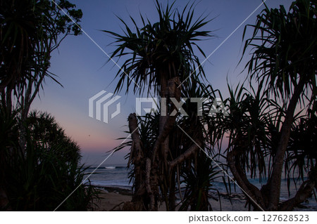Silhouette of Pandan Laut Tree on the Beach at Dusk with Purple Orange Sky Silhouette of Pandan Laut Tree on the Beach at Dusk with Purple Orange Sky 127628523