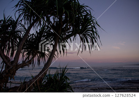 Sea Pandan Tree Silhouetted on the Beach at Purplish Dusk 127628524