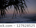 Cropping Leaves of Sea Pandan Tree Silhouetted on the Beach at Purplish Dusk 127628525