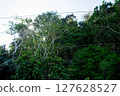 Green Tropical Trees on the Hills with Sunlight Penetrating the Leaves 127628527