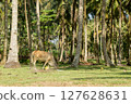 Cattle grazing peacefully amidst a vibrant palm tree forest during the day 127628631