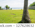 Beach View with Single Coconut Tree and Green Grass 127628632