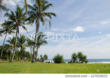 tall coconut trees on the beach with green grass on a blue sky background, near a tropical beach tall coconut trees on the beach with green grass on a blue sky background, near a tropical beach 127628633