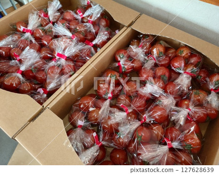 櫻桃番茄已裝箱等待出貨 127628639