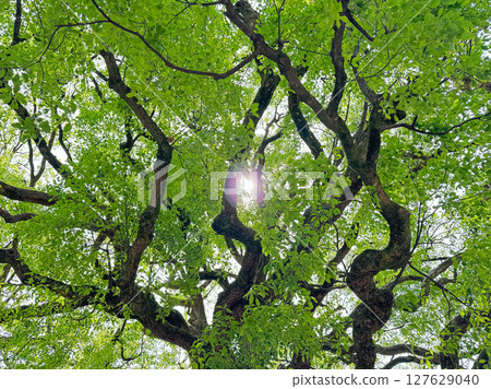 明治神宮的神樹，一棵長著新綠葉子和陽光的樟樹，拍攝於2025年5月中旬 127629040