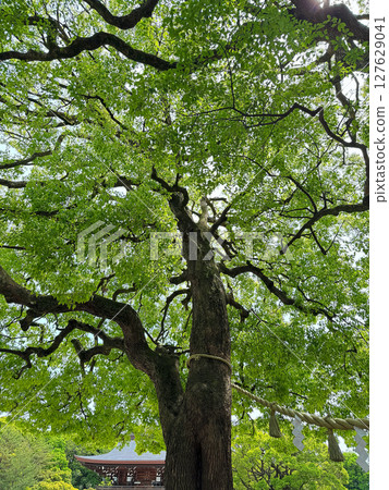 明治神宮的神樹、已婚樟樹和建築物，拍攝於2025年5月中旬 127629041