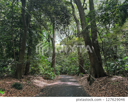 Meiji Shrine Forest, promenade, photographed in mid-May 2025 Meiji Shrine Forest, promenade, photographed in mid-May 2025 127629046
