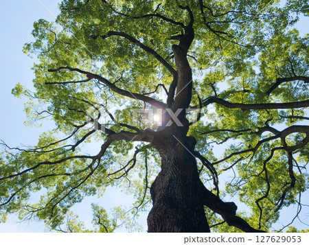 Giant tree and the sun, a tree in front of the first torii gate of Meiji Shrine, photographed in mid-May 2025 127629053