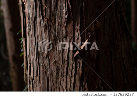 雪松木表面 127629257