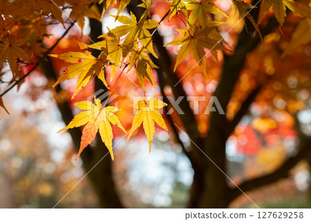 美麗的秋天森林 127629258